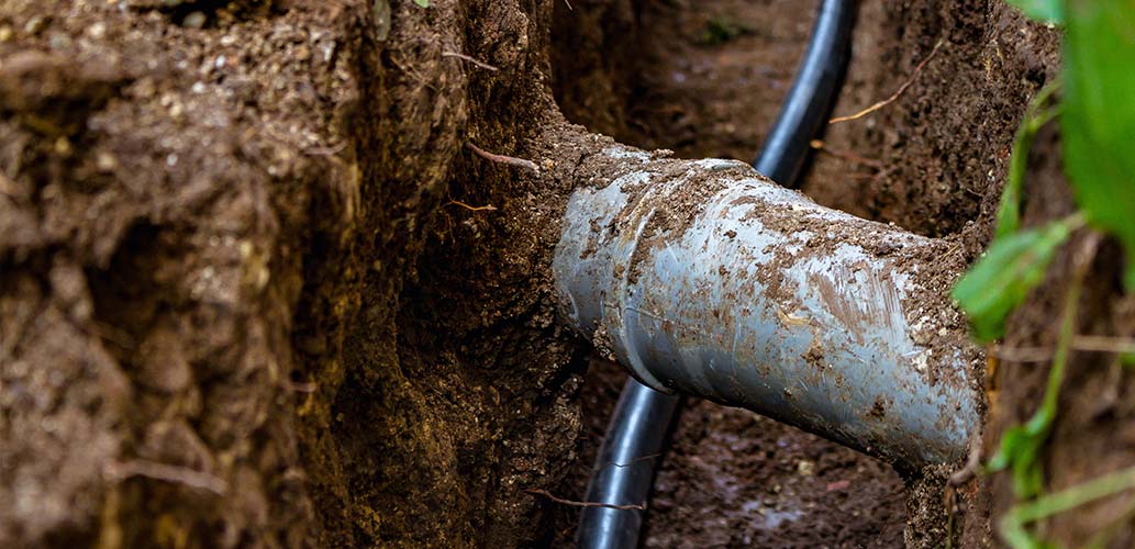 Preventing Tree Roots From Damaging Your Sewer Line