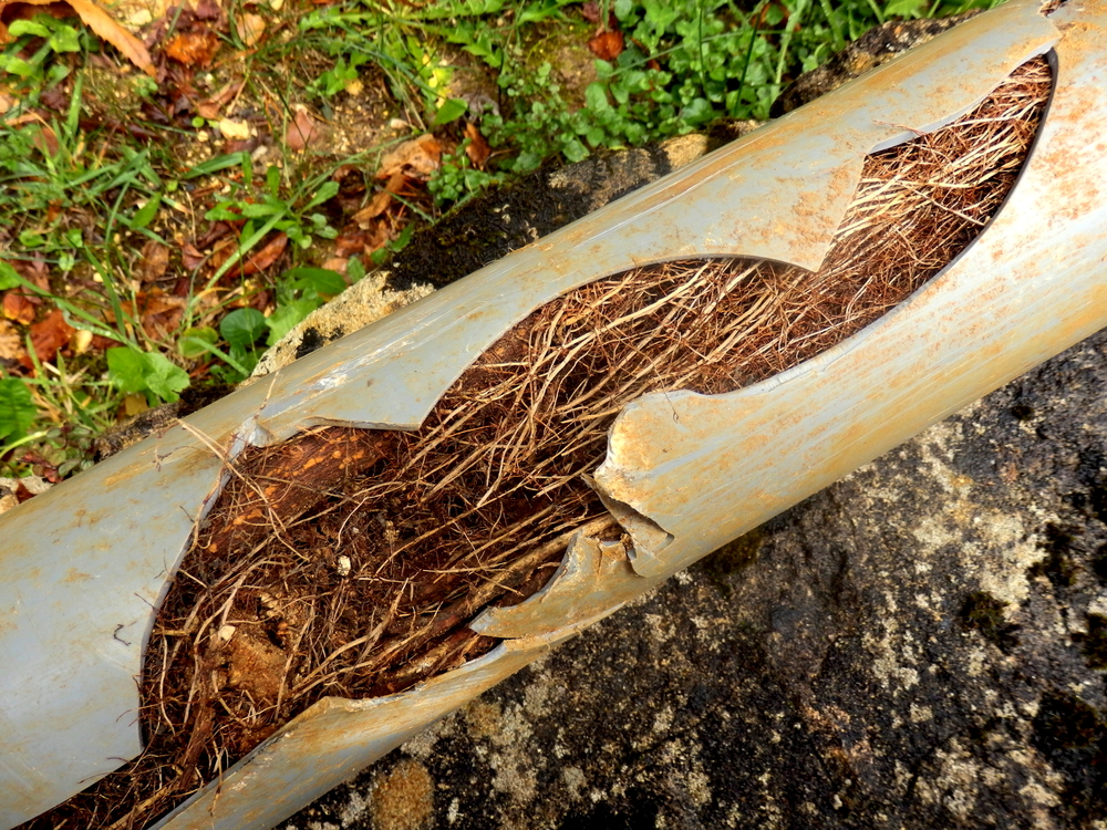 Split drainage pipe filled with tree roots